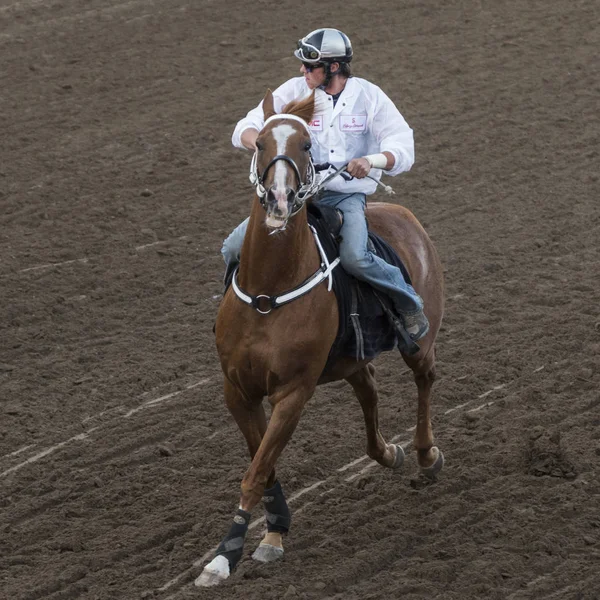 Jockey Ridning Hest Den Årlige Calgary Stampede Calgary Alberta Canada - Stock-foto