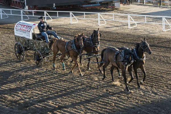 Chuckwagonrennen Beim Jährlichen Calgary Stampede Calgary Alberta Canada — Stockfoto