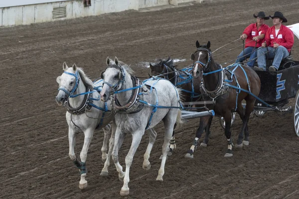 Chuckwagon Racing Den Årliga Calgary Stampede Calgary Alberta Kanada — Stockfoto