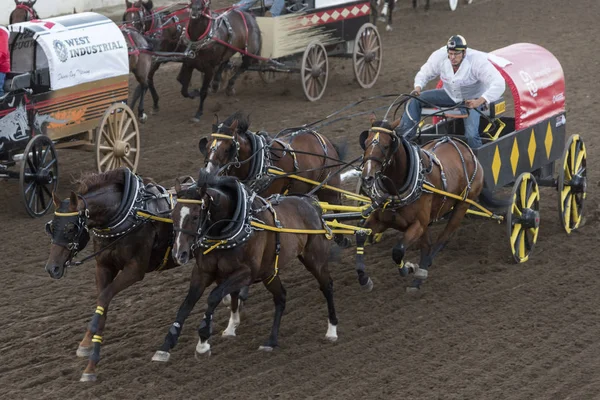 Chuckwagon Racing Den Årlige Calgary Stampede Calgary Alberta Canada - Stock-foto