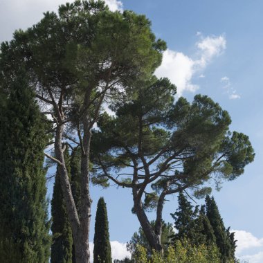 Mavi gökyüzüne karşı yeşil ağaçların manzarası