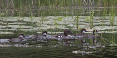 Ortak Loons Gölü, Kenora, Lake of The Woods, Ontario, Kanada içinde yüzme (Gavia Immer)