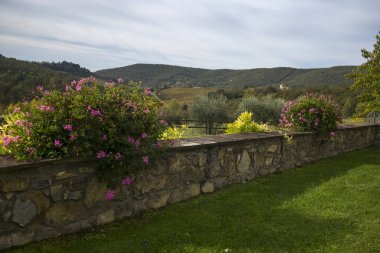 Doğal görünümünü üzüm bağları, Gaiole in Chianti, Toskana, İtalya 