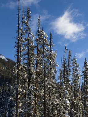 Kar kış, Emerald Gölü, Yoho Milli Parkı, British Columbia, Kanada dağda ağaçlarıyla kaplı