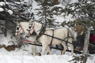 At atlı kızak, Lake Louise, Banff National Park, Alberta, Kanada