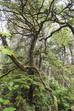 Ağaçlar bir orman, Pettinger noktası, Cox Bay, Pasifik Kıyısı Milli Parkı rezerv, Estevan, British Columbia, Kanada