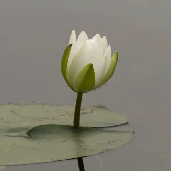 Закри Квітка Лілії Води Озері Лісове Озеро Онтаріо Канада — стокове фото