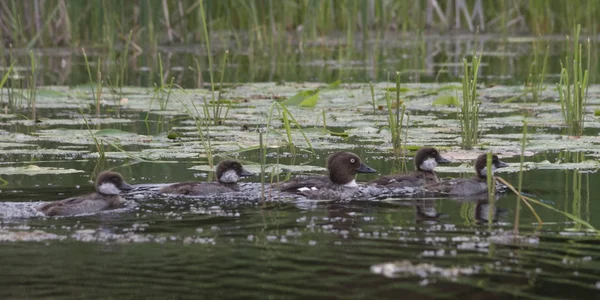 Common Loons Gavia Immer Nadando Lago Kenora Lake Woods Ontario —  Fotos de Stock