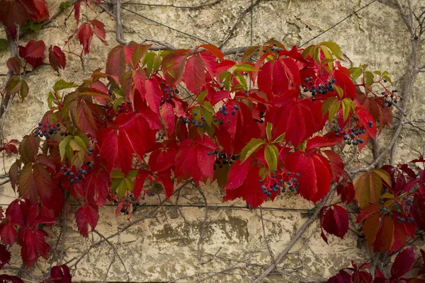 Duvardaki Kırmızı Sonbahar Yaprakları — Stok fotoğraf