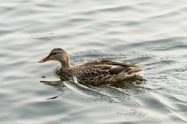 Anatra Che Nuota Nel Lago Lago Dei Boschi Ontario Canada — Foto Stock
