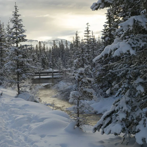 Flusso Che Scorre Nella Foresta Innevata Lake Louise Banff National — Foto Stock