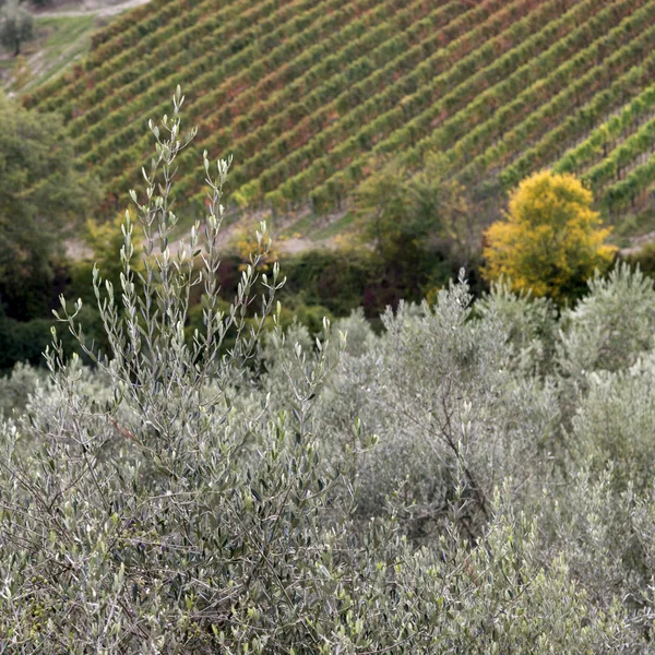 Plants Growing Vineyard Radda Chianti Tuscany Italy — Stock Photo, Image
