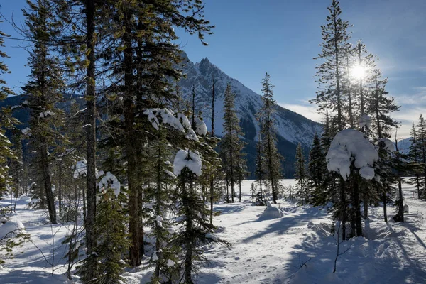 Neve Árvores Cobertas Com Montanha Inverno Emerald Lake Campo Colúmbia — Fotografia de Stock