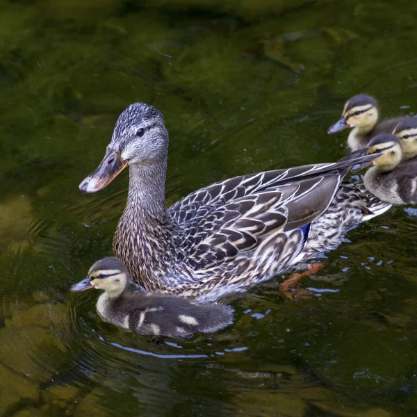 Canard Aux Canetons Nageant Dans Lac Lac Des Bois Ontario — Photo