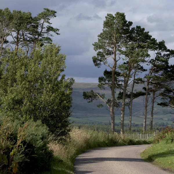 Stromy Podél Země Silnice Portsoy Moray Firth Pobřeží Aberdeenshire Scotland — Stock fotografie