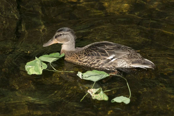 Duck Swimming Lake Lake Woods Ontario Canada — Stock Photo, Image