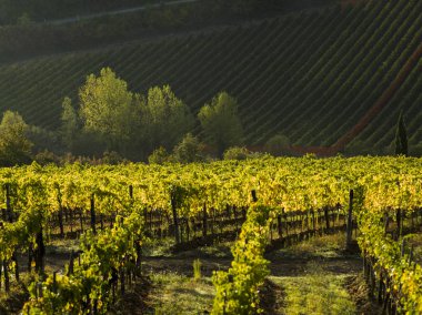 Görünümünü üzüm üzüm üzüm bağı, Chianti, Toskana, İtalya