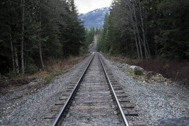 Orman, Whistler, British Columbia, Kanada geçen tren yolu
