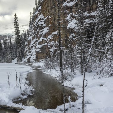 Snowy orman, Lake Louise, Banff National Park, Alberta, Kanada akan dere