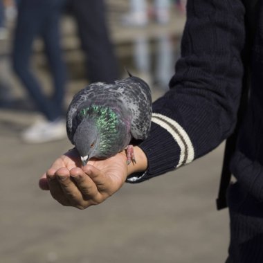 El ve besleme bir güvercin, Venedik, Veneto, İtalya
