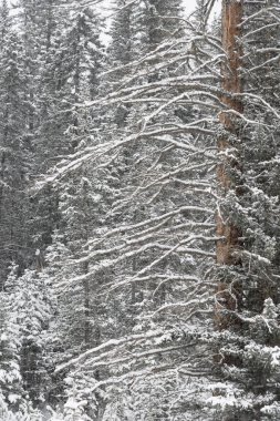 Kar kaplı ağaçlar kış, Banff National Park, Alberta, Kanada