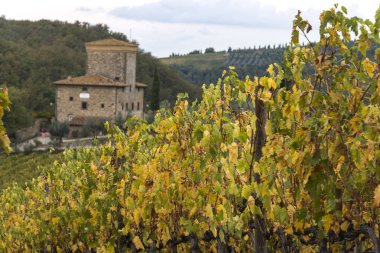 Hava görünümünü üzüm bağları Valley, Radda in Chianti, Toskana, İtalya