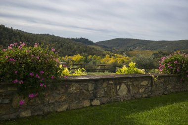 Doğal görünümünü üzüm bağları, Gaiole in Chianti, Toskana, İtalya 