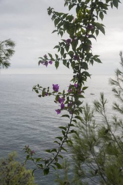 Ağaç dalı at seaside, Positano, Amalfi Coast, Salerno, Campania, İtalya