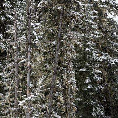 Kar kaplı çam ağaçları kış, Whistler, British Columbia, Kanada