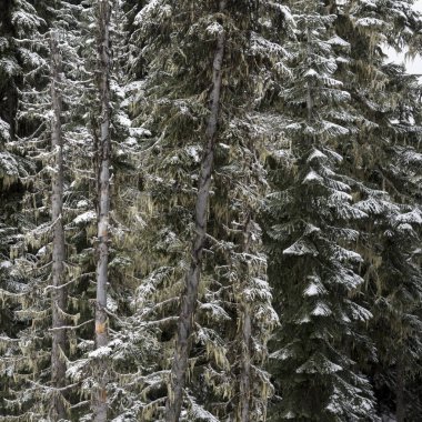 Snow covered pine trees in winter, Whistler, British Columbia, Canada clipart