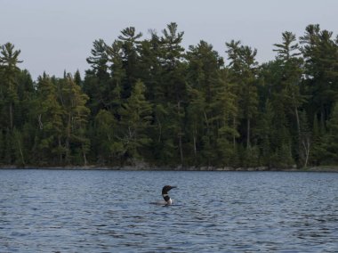 Ortak Loon (Gavia Immer) göl, Kenora, Lake of The Woods, Ontario, Kanada içinde Yüzme