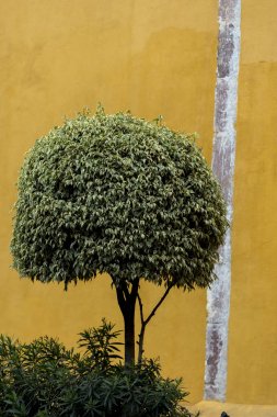 Küçük bir ağaç Bahçe, San Miguel de Allende, Guanajuato, Meksika Close-Up