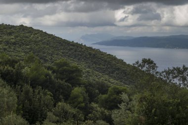 Ağaçlar yüksek açılı görünüş hillside, Skiathos, Sporades, Yunanistan