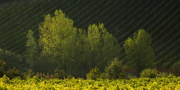 Vista Elevada Vinha Toscana Itália — Fotografia de Stock