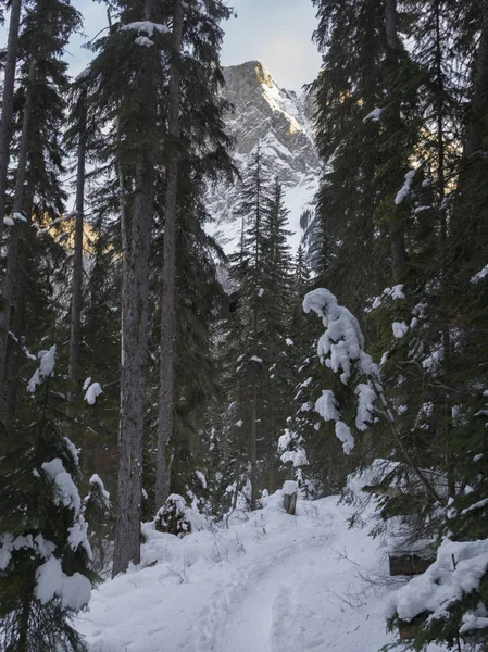 Χιόνι Κάλυψε Δέντρα Μονοπάτι Στο Χειμώνα Λίμνη Emerald Εθνικό Πάρκο — Φωτογραφία Αρχείου