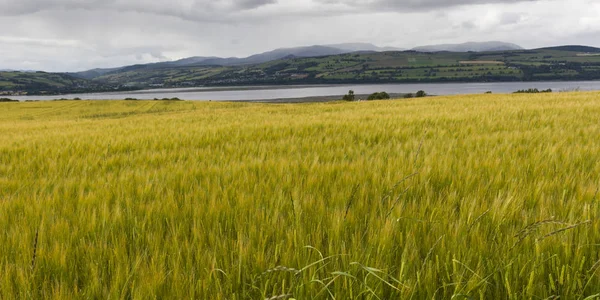 Vista Del Campo Cebada Por Río Contra Cielo Nublado Escocia — Foto de Stock