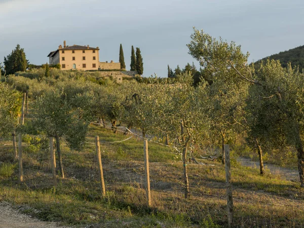 Vista Panorâmica Das Vinhas Toscana Itália — Fotografia de Stock