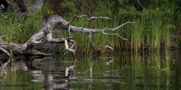 Bella Scena Naturale Lago Dei Boschi Ontario Canada — Foto Stock