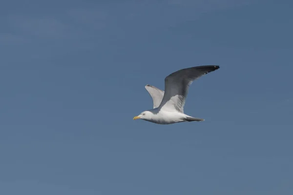 Oiseau Mouette Contre Ciel Bleu — Photo