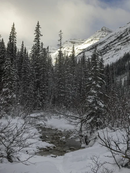 Corriente Que Fluye Bosque Nevado Lago Louise Parque Nacional Banff — Foto de Stock