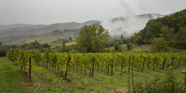 Malebný Pohled Vinice Údolí Radda Chianti Toskánsko Itálie — Stock fotografie