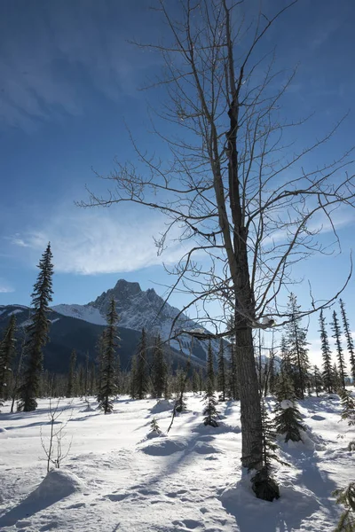 Δέντρα Βουνό Χειμώνα Λίμνη Emerald Πεδίο Βρετανική Κολομβία Καναδάς — Φωτογραφία Αρχείου