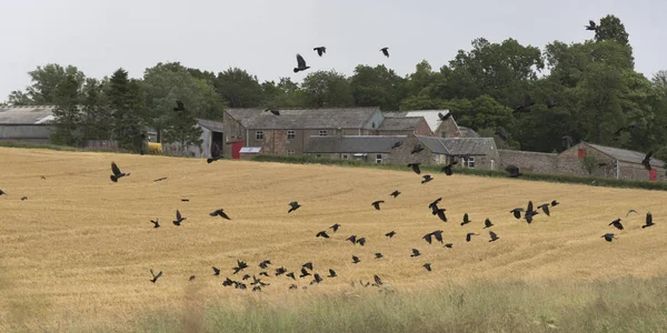 Troupeau Oiseaux Volant Sur Champ Agricole Écosse — Photo