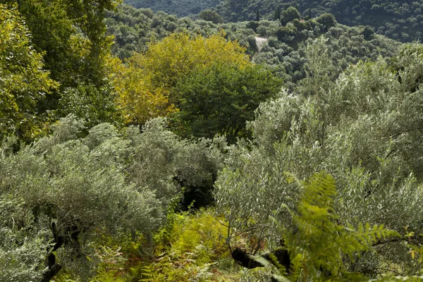 Vista Alto Ângulo Árvores Floresta Skiathos Sporades Grécia — Fotografia de Stock