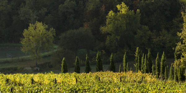 Vineyard Countryside Tuscany Italy — Stock Photo, Image