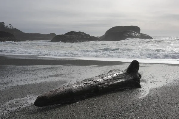 Treibholz Strand Pazifischer Rand Nationalpark Reservat Tofino Vancouver Insel Britische — Stockfoto