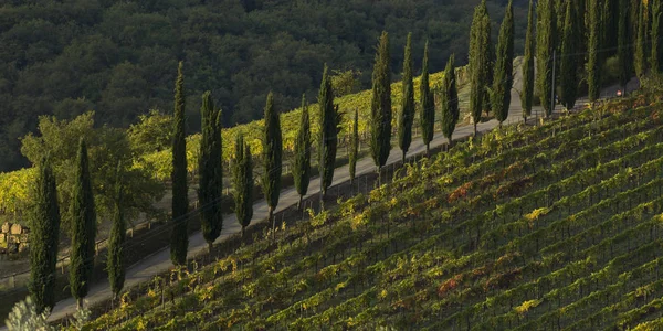 Vista Panorâmica Das Vinhas Toscana Itália — Fotografia de Stock