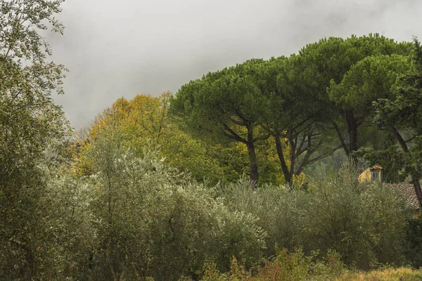 Vista Panorâmica Casa Meio Árvores Toscana Itália — Fotografia de Stock