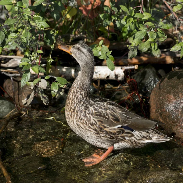 Anatra Che Nuota Nel Lago Lago Dei Boschi Ontario Canada — Foto Stock