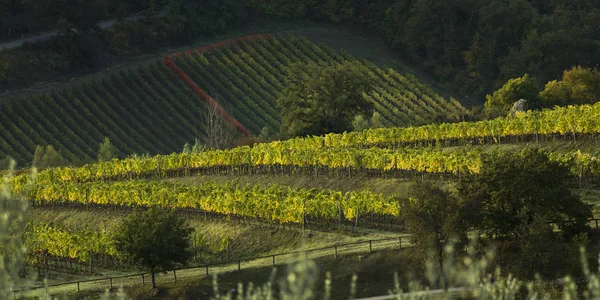 Vistas Panorámicas Los Viñedos Toscana Italia —  Fotos de Stock